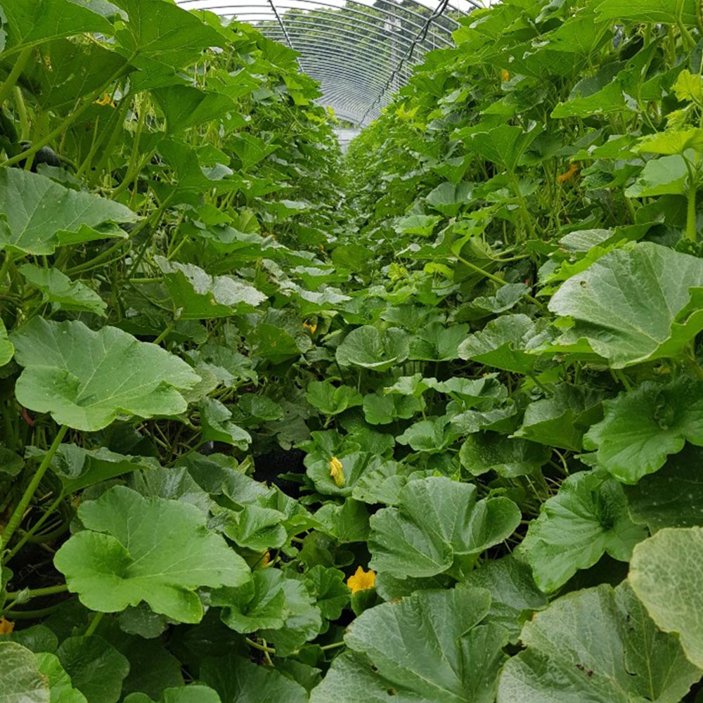 친환경 농산물 미니단호박1kg(500g 이상 2개)